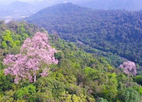 Hoa ngô đồng bung nở trên núi đá vôi giữa đại ngàn Tà Long