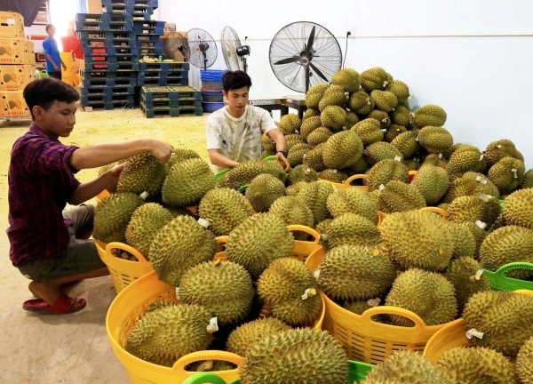 Sầu riêng Trung Quốc trong cuộc đua cạnh tranh với Đông Nam Á