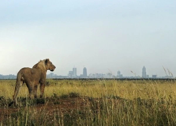 Sư tử xông vào trang trại cướp đi bé gái 14 tuổi ở Kenya