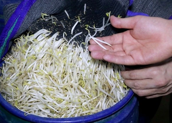 3.500 tấn giá đỗ độc hại ở Nghệ An đã tiêu thụ ở đâu?