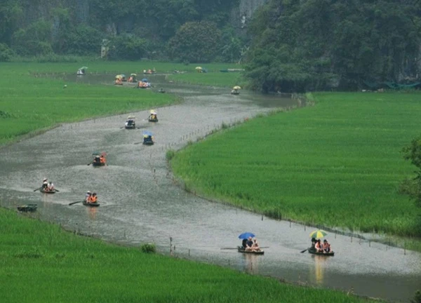 Bức tranh 'Cá vượt vũ môn' trên cánh đồng lúa Tam Cốc