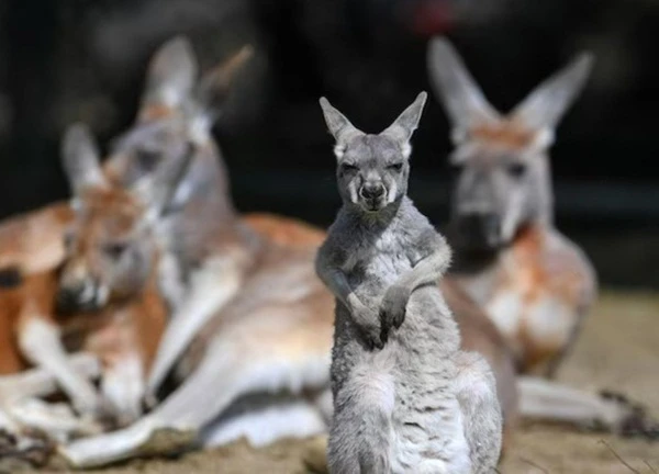 Nghịch lý loài kangaroo khổng lồ tiền sử sống 'thư giãn', khép kín trong hang