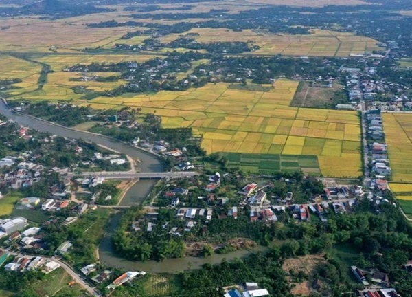Vẻ đẹp siêu thực trong mùa lúa chín Quảng Ngãi
