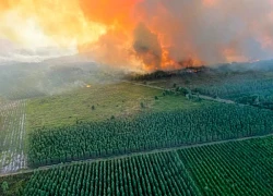 Biến đổi khí hậu thổi bùng 'giặc lửa' tại Hàn Quốc