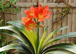 Mẫu cây trong nhà hút tài lộc
