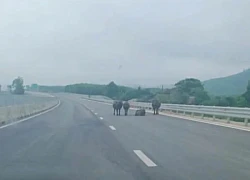 Đàn trâu tung tăng trên cao tốc Hàm Nghi - Vũng Áng