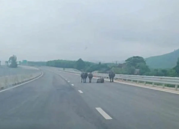 Đàn trâu tung tăng trên cao tốc Hàm Nghi - Vũng Áng