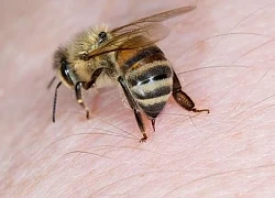 Giải mã cái chết của ong sau khi chích người: Vũ khí tự vệ đánh đổi bằng mạng sống
