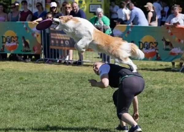 Hàng trăm chú chó dachshund săn đuổi kỷ lục ở Hungary