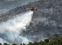 Israel đối mặt cháy rừng quy mô lớn nghi do 'khủng bố'