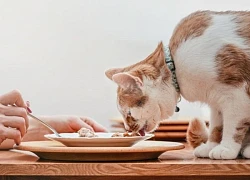Lý giải thói quen ăn uống kỳ lạ của những chú mèo cưng