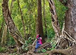 Trekking VQG Bù Gia Mập, chạm tới vẻ đẹp nguyên sơ của rừng già