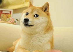 Vì sao chó nghe và hiểu khi chủ nhân gọi tên?