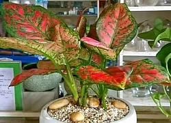 Cách chọn cây phong thủy phù hợp từng mệnh, mang đến may mắn, sức khỏe và tài lộc