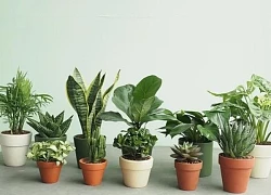 Cây cảnh giúp không gian bếp thu hút tài lộc và may mắn