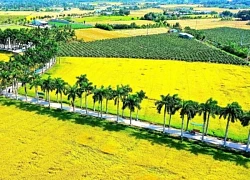 Đờn ca tài tử 'đánh thức' sông Vàm Cỏ, dẫn lối du khách về Long An