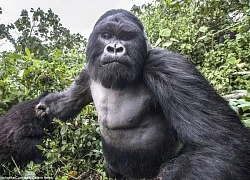 Khỉ đột Grauer tái hòa nhập tự nhiên: Hy vọng mới từ rừng Virunga