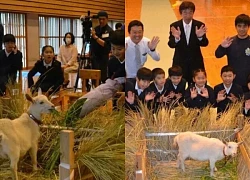 Ngỡ ngàng khi chú dê được tổ chức lễ nhập học như học sinh thật tại Nhật Bản?