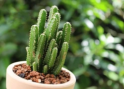 Phong thuỷ dặn kỹ: Trước cửa nhà tuyệt đối không trồng 5 cây ác, cây càng xanh tốt người càng suy kiệt