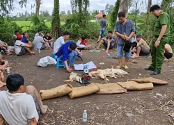 Tóm 21 con bạc đang say sưa đá gà ăn tiền giữa đồng lúa