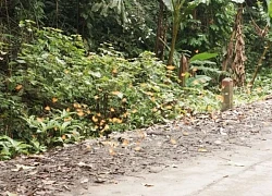 Trào lưu chụp ảnh 'người tí hon' với cây ráy khổng lồ tại Cúc Phương