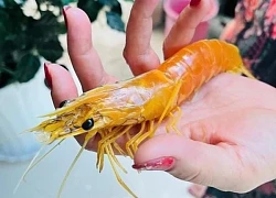 Nông dân phát hiện tôm sú vàng óng hiếm thấy sau hơn 25 năm nuôi tôm