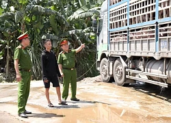 Rùng mình xe tải chất đầy lợn nhiễm dịch đi tiêu thụ, nhiều con chết bốc mùi