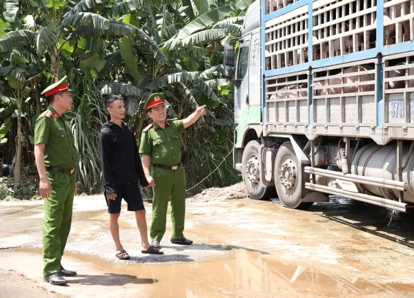 Rùng mình xe tải chất đầy lợn nhiễm dịch đi tiêu thụ, nhiều con chết bốc mùi