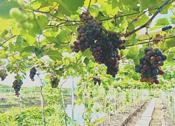 Thêm một vườn nho ở Đồng Tháp đón khách tham quan miễn phí