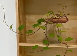 Tôi học mẹ chồng trồng rau thủy canh: Không ngờ khoai lang, gừng, củ cải đều hóa thành cây xanh tuyệt đẹp trong nhà