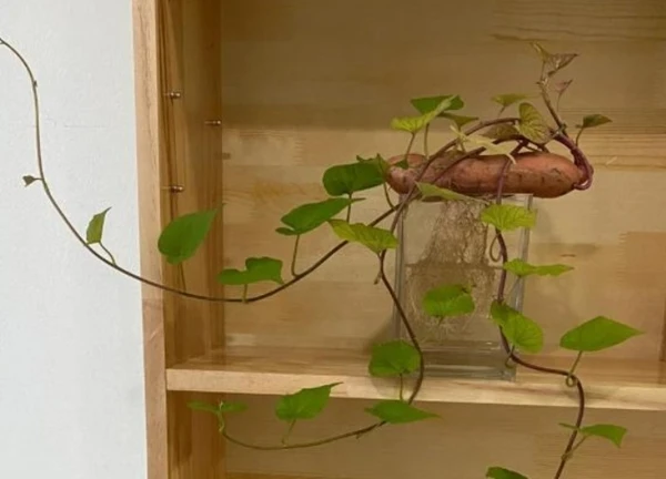 Tôi học mẹ chồng trồng rau thủy canh: Không ngờ khoai lang, gừng, củ cải đều hóa thành cây xanh tuyệt đẹp trong nhà