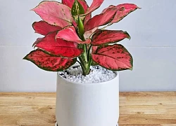 5 loại cây bé xíu đặt phòng khách nhìn đơn giản mà hóa ra "giữ nhà, giữ tiền" cực tốt