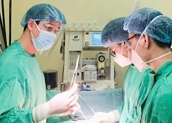 Bé trai nguy kịch vì loài ong vốn được xem là hiền lành