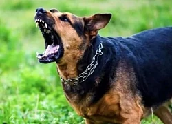 Bị chó hoang cắn, bé trai 3 tuổi không qua khỏi