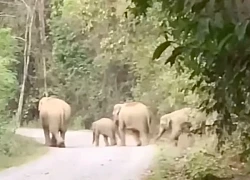Đàn voi rừng đi trên đường ven hồ Trị An: 1 voi con lọt giếng chết