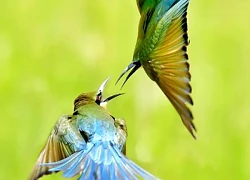 Khoảnh khắc thiên nhiên, 'mùa yêu chim Trảu'