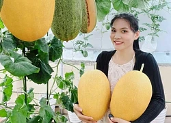 Làm vườn dưa 50m2 trên sân thượng, gia chủ ở TPHCM bội thu vài tạ trái mỗi mùa