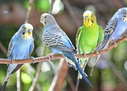 Loài động vật sở hữu cơ chế não bộ tạo ngôn ngữ giống con người một cách đáng kinh ngạc