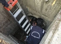 Nghe thấy tiếng kêu dưới cống thoát nước, người dân chạy đến nơi chứng kiến cảnh tượng không ngờ