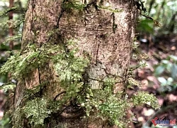 Phát hiện rừng chè khổng lồ, cây cổ thụ trăm tuổi trên đỉnh núi Tây Nguyên