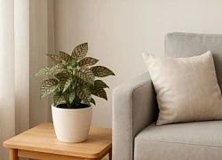 3 vị trí "hút lộc cực mạnh" trong phòng khách chỉ cần đặt đúng một chậu cây nhỏ là nhà "sáng vận" ngay