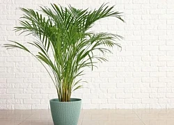 6 loại cây cảnh không chỉ đẹp mà còn giúp thanh lọc không khí trong phòng khách