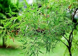 6 loại trà giúp tăng cường trí não cho sĩ tử mùa thi