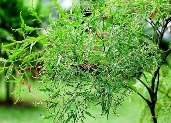 6 loại trà giúp tăng cường trí não cho sĩ tử mùa thi