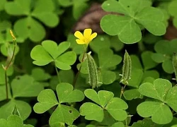 8 bài thuốc chữa bệnh từ lá xương sông