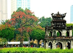 Cây hoa gạo trăm tuổi bên bờ Hồ Gươm bung nở đỏ thắm thu hút muôn người đến check in đầy cảm xúc