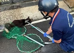 Chó thả rông nghi bị dại cắn 3 người ở Đồng Nai