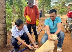 Đắk Lắk tăng cường giám sát ổ dịch dại trên người