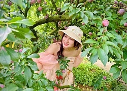 Du lịch Mộc Châu mùa mận chín