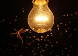 Dù thường xuyên phải trả giá bằng mạng sống, tại sao côn trùng vẫn bị ánh sáng thu hút?